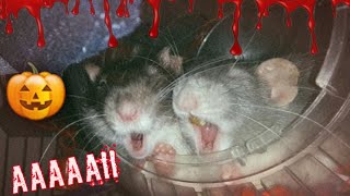 Pet Rat Halloween special🎃