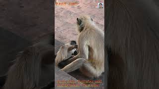 monkey funny kicking video, bandar ke bacche ne bandar ko mari laat #monkey #bandar #funny