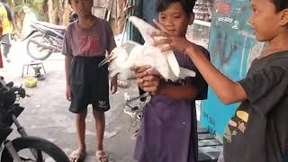 memberi makan burung Bango yang lapar