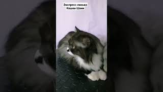 Экспресс линька кошки Шани