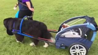 Crafty Ponies meet Newfoundland dogs at Blenheim