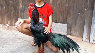 Shamo Aseel Rooster Best Breed Uk Collection Aseel