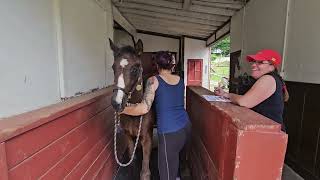 June weigh day of foals (with one correction - Make Amends' filly is by Mandaloun, not Yaupon)