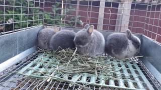 Netherland Dwarf - Chinchilla, Squirrel, Broken Blue, Blue Otter