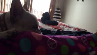 French Bulldog, Lizzie likes being sung to sleep