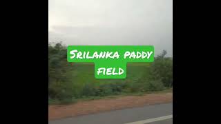 paddy field,s of srilanka