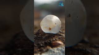 Ancient Natural Sapphire Large Mukkaru Bead from a place where mukkaru poeple lived in Sri Lanka