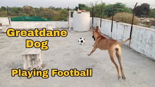 Honey के साथ फुटबॉल मैच। Fun Greatdane Dog