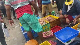 Kasimedu fish market | Chennai kasimedu  meen market | low price of fish all types of fish part 1