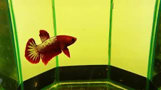 Betta cod. 646 #betta #acquarium #fish www.lamangrovia.com