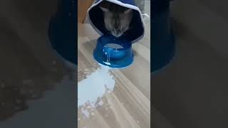 #funny #funnyshorts #funnyvideo #cat #cats #catlover #shorts #shortsvideo #video #shortsvideo #wow