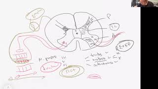 Repaso Neuroanatomía 2020: Parte 1/2