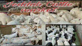 Jeddah Cattle Market||@Hira'sDigest