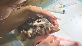 A dying stray kitten lay helpless, saved just before the brink of death.