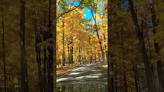 Beautiful fall foliage/#shorts  #fallfoliage #explore #indiana