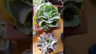 Satisfying Succulent Diy #11