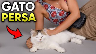 GATO PERSA - SAIBA TUDO SOBRE ESTA RAÇA