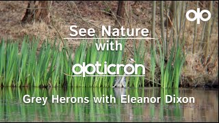 Herons with Eleanor Dixon | SeeNature