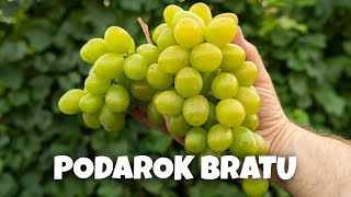 PODAROK BRATU - Winorośl deserowa 🍇