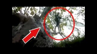 5 Strange Creatures Caught In Tree