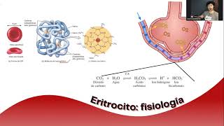 ANEMIA HEMOLÍTICA POR DEFICIENCIA DE G6PD Y SU RELACIÓN CON FÁRMACOS - IMPULSO FARMACÉUTICO