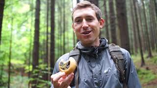 🍄Mushroom Hunting in the Czech Republic🇨🇿  #Czechia #Mushroomhunting #Houby