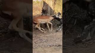 Wild dog Catch Deer #ytshorts #shorts #viral #trending