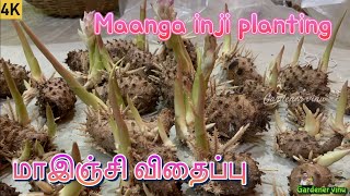 Planting of mango ginger rhizomes l மாஇஞ்சி விதைப்பு #gardenervinu #mangoginger #rhizomes #மாஇஞ்சி