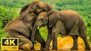 Wild Animals 4K - Relaxing Music With Video