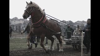 Турнира по надтегляне с коне от тежковозни породи, проведен в Стрелча . – VI категория