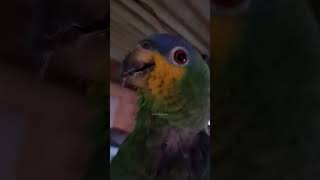 Pagagaio assobiando #shortvideo #parrot #papagaio #aves