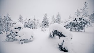 LIVE: Winter Magic! At the snowy forest on the Arctic Circle in Lapland Finland