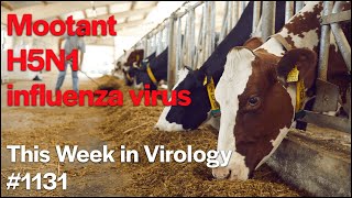 TWiV 1131: Mootant influenza H5N1 virus