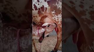 Results of Kanhaiya gir Bull || Top gir breeding farm in haryana Naloi