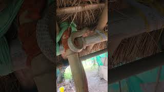 indian spectacled cobra घुसा झोपडी में | #snake #shorts #shortvideo