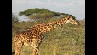 Giraffes Serengeti