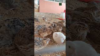 Quail Farming... #shorts #quail #farming