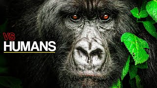 The Surprising Comparison Between Humans And Gorillas