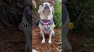 If you scroll you may never see me again 😢 #dog #pug #cute #shorts