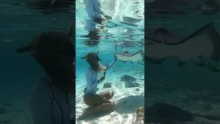 Swimming with STINGRAYS