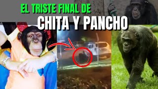 😥El triste FINAL de chita y pancho 2 chimpancés sacrficad0s en Colombia