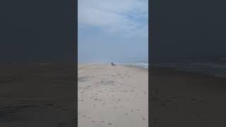 best kites ever! ASSATEAGUE national park 🐎🐎