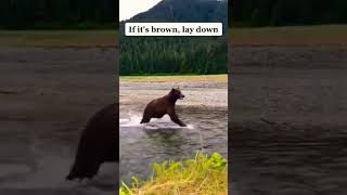 If it's brown, lay down. If it's black, fight back.#bear#brownbear#lifehacks#wildlifeanimals #shorts