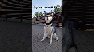 My human once told me,they wish...🤭🤞 #dog #alaskanmalamute #puppy #shorts #cutedog #funnyvideo