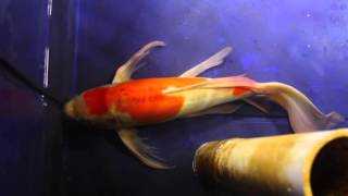 24" Doitsu Kohaku Butterfly Koi