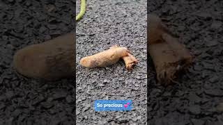 A Slug's Last Meal