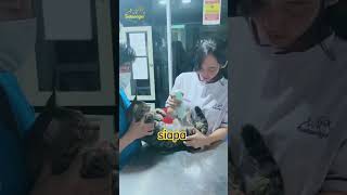 mau usg kucing langsung aja ke klinik satwagia java jogja