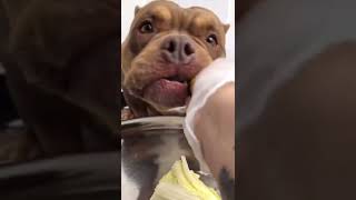 BEST DOG EATING FOOD #dogfood #dog #eating #tiktok #douyin #shorts