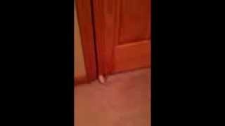 Cat uses door stop to wake people up