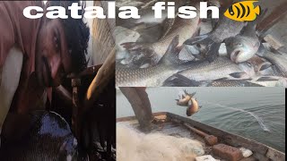 net fishing me big catala fish kese pakade #viral #fishing #fisherman@fishermantvcomic